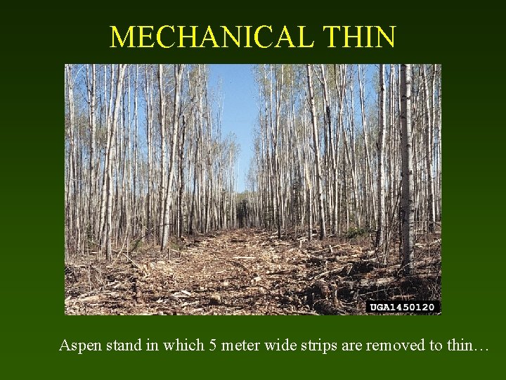 MECHANICAL THIN Aspen stand in which 5 meter wide strips are removed to thin…