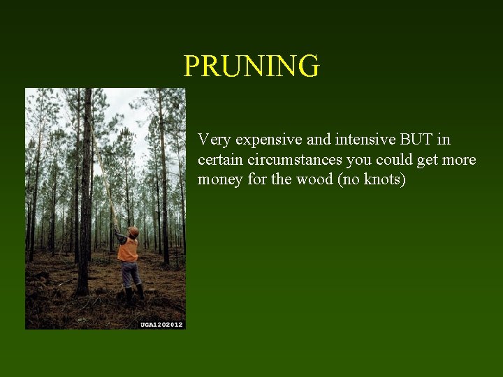 PRUNING Very expensive and intensive BUT in certain circumstances you could get more money