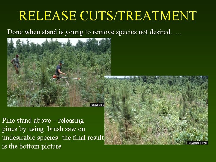 RELEASE CUTS/TREATMENT Done when stand is young to remove species not desired…. . Pine