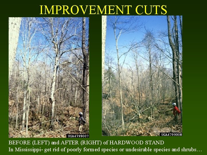 IMPROVEMENT CUTS BEFORE (LEFT) and AFTER (RIGHT) of HARDWOOD STAND In Mississippi- get rid