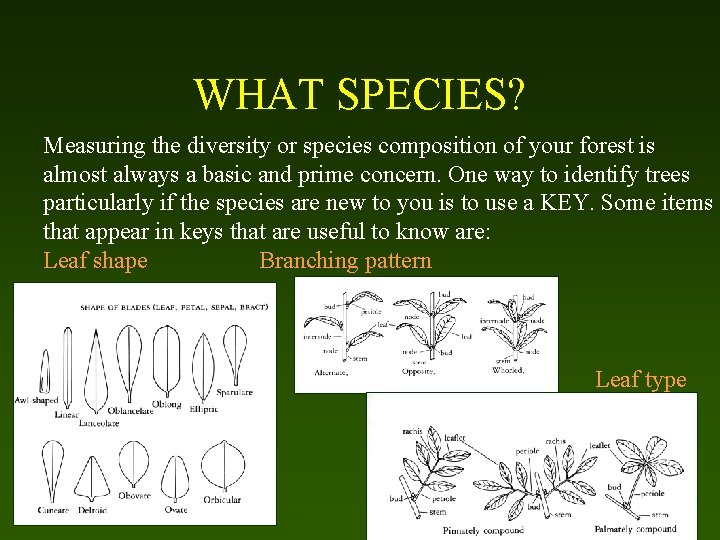 WHAT SPECIES? Measuring the diversity or species composition of your forest is almost always
