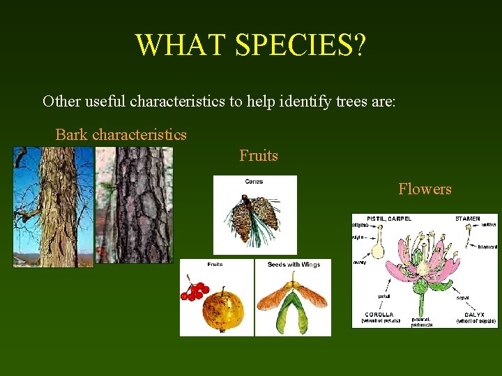 WHAT SPECIES? Other useful characteristics to help identify trees are: Bark characteristics Fruits Flowers