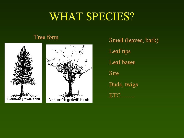 WHAT SPECIES? Tree form Smell (leaves, bark) Leaf tips Leaf bases Site Buds, twigs