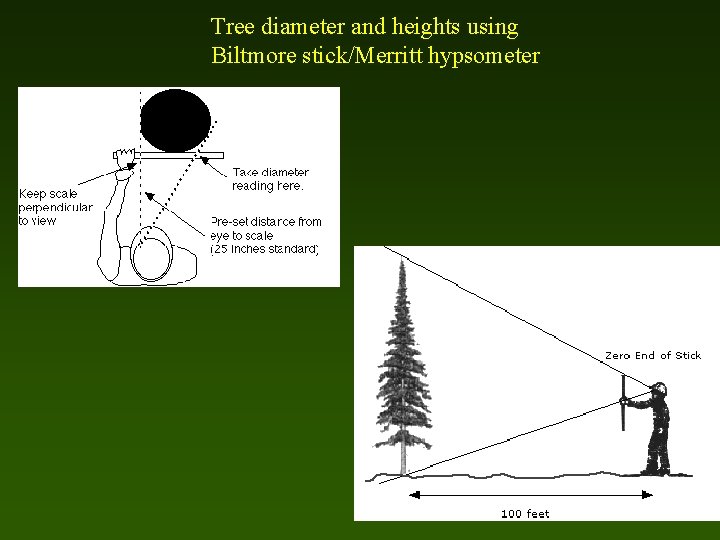 Tree diameter and heights using Biltmore stick/Merritt hypsometer 