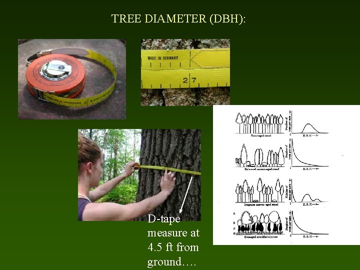 TREE DIAMETER (DBH): D-tape measure at 4. 5 ft from ground…. 