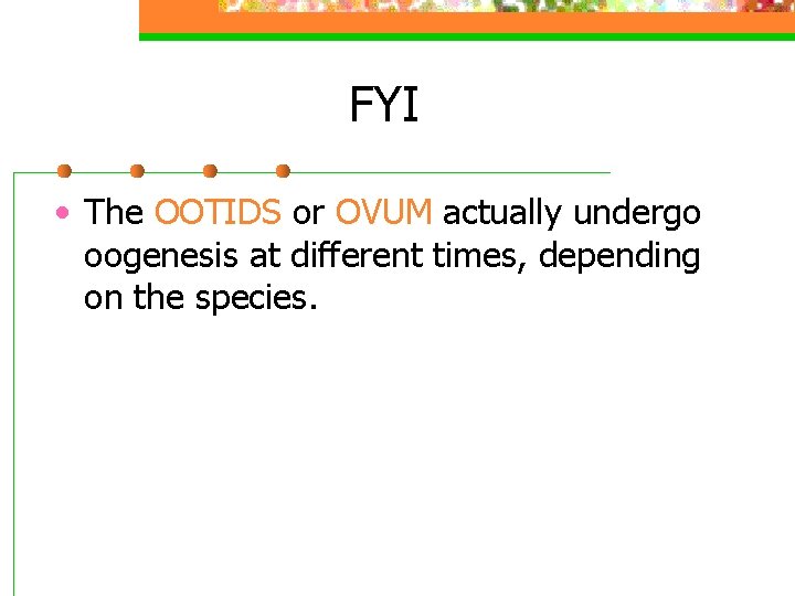 FYI • The OOTIDS or OVUM actually undergo oogenesis at different times, depending on