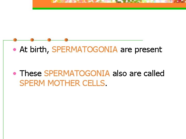 • At birth, SPERMATOGONIA are present • These SPERMATOGONIA also are called SPERM