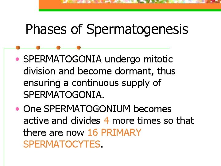Phases of Spermatogenesis • SPERMATOGONIA undergo mitotic division and become dormant, thus ensuring a