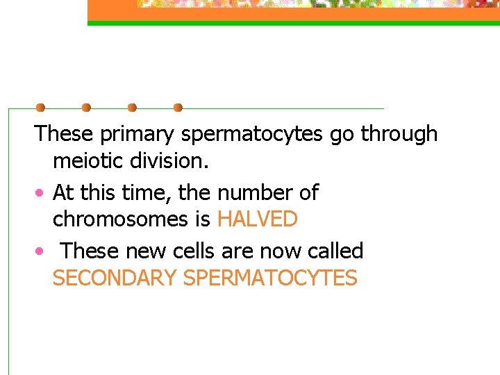 These primary spermatocytes go through meiotic division. • At this time, the number of
