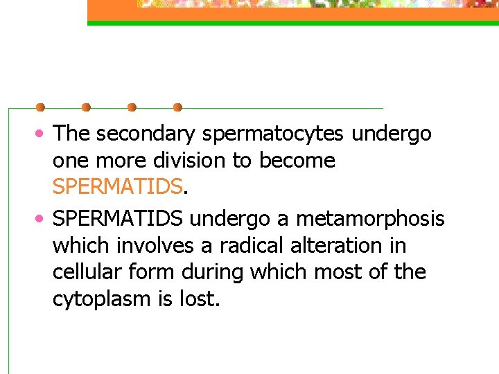  • The secondary spermatocytes undergo one more division to become SPERMATIDS. • SPERMATIDS