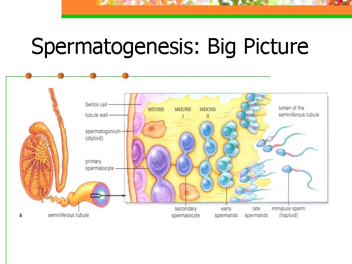 Spermatogenesis: Big Picture 