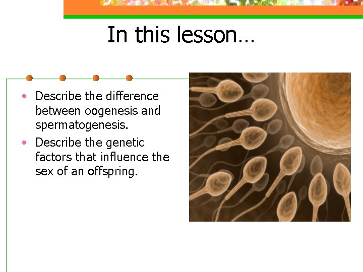 In this lesson… • Describe the difference between oogenesis and spermatogenesis. • Describe the