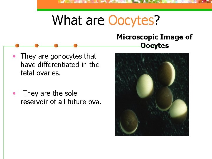 What are Oocytes? Microscopic Image of Oocytes • They are gonocytes that have differentiated
