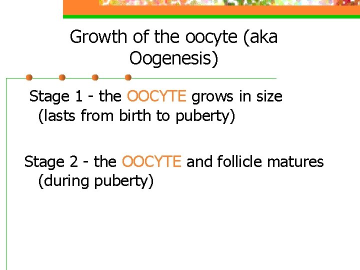 Growth of the oocyte (aka Oogenesis) Stage 1 - the OOCYTE grows in size