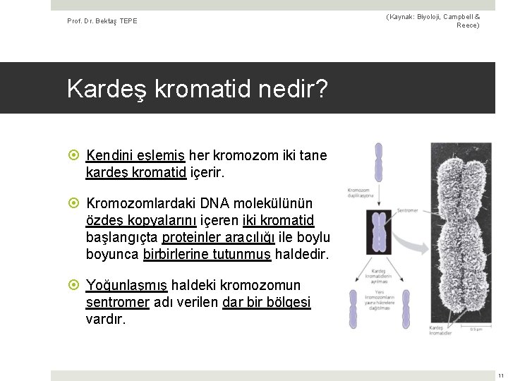 Prof. Dr. Bektaş TEPE (Kaynak: Biyoloji, Campbell & Reece) Kardeş kromatid nedir? Kendini eşlemiş