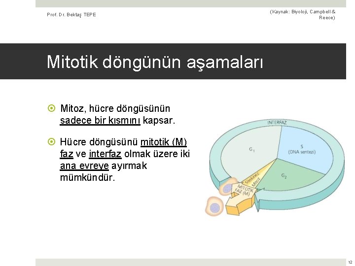 Prof. Dr. Bektaş TEPE (Kaynak: Biyoloji, Campbell & Reece) Mitotik döngünün aşamaları Mitoz, hücre