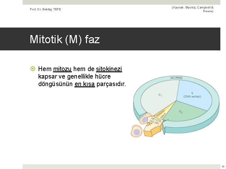 Prof. Dr. Bektaş TEPE (Kaynak: Biyoloji, Campbell & Reece) Mitotik (M) faz Hem mitozu