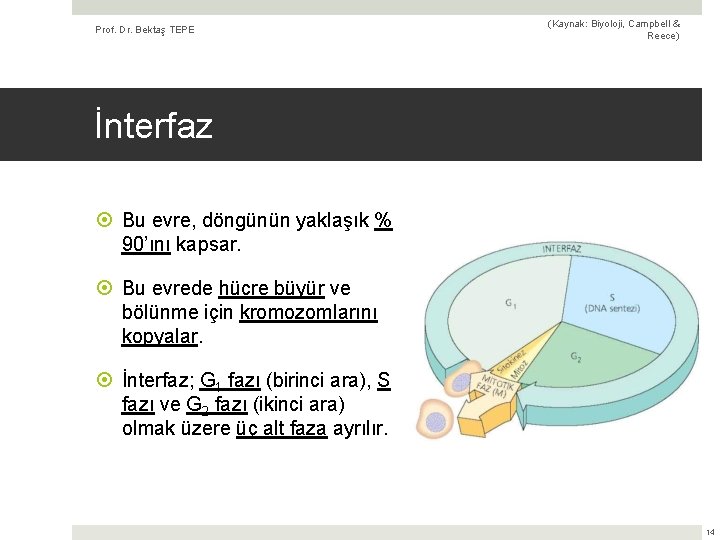 Prof. Dr. Bektaş TEPE (Kaynak: Biyoloji, Campbell & Reece) İnterfaz Bu evre, döngünün yaklaşık