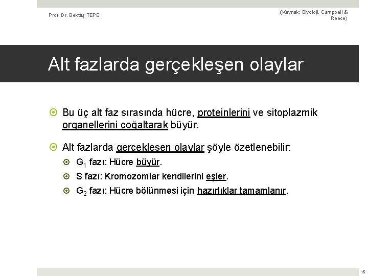 Prof. Dr. Bektaş TEPE (Kaynak: Biyoloji, Campbell & Reece) Alt fazlarda gerçekleşen olaylar Bu