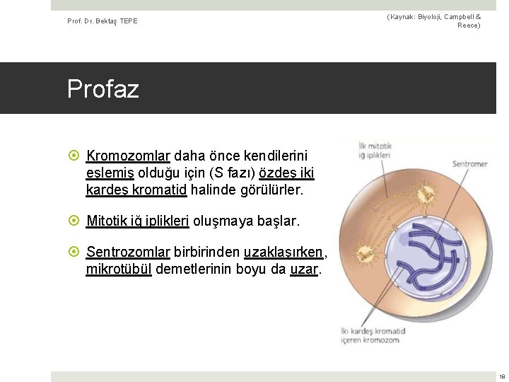 Prof. Dr. Bektaş TEPE (Kaynak: Biyoloji, Campbell & Reece) Profaz Kromozomlar daha önce kendilerini