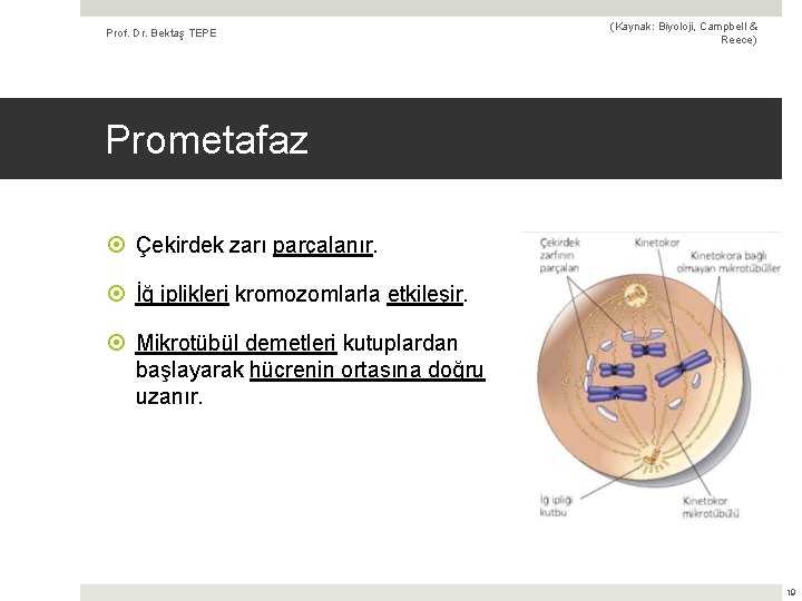 Prof. Dr. Bektaş TEPE (Kaynak: Biyoloji, Campbell & Reece) Prometafaz Çekirdek zarı parçalanır. İğ