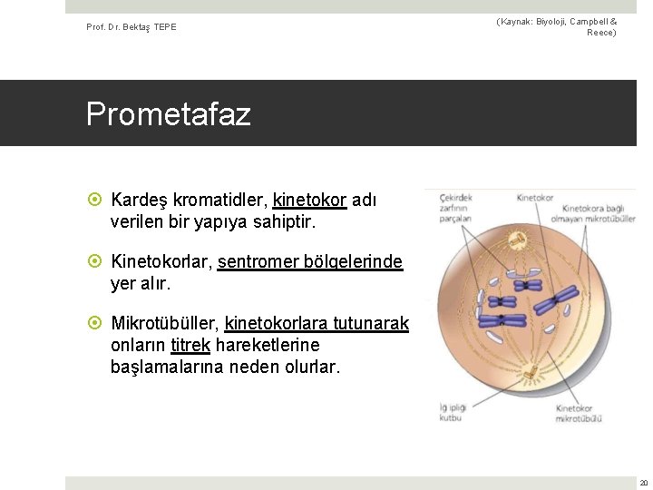 Prof. Dr. Bektaş TEPE (Kaynak: Biyoloji, Campbell & Reece) Prometafaz Kardeş kromatidler, kinetokor adı