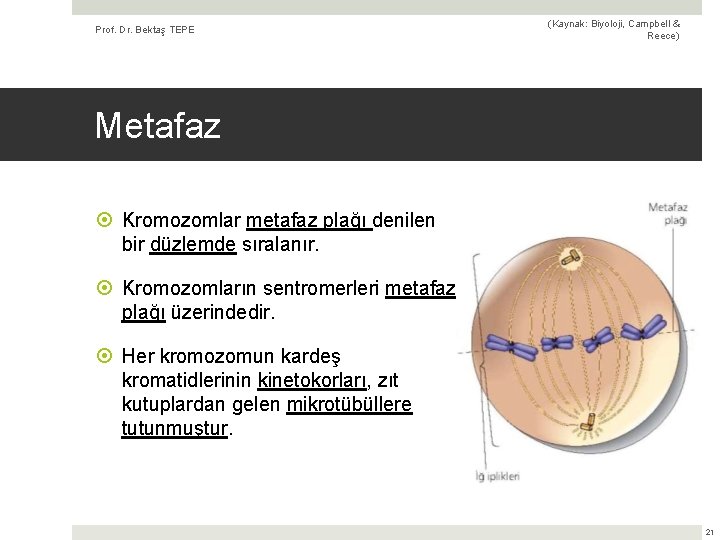 Prof. Dr. Bektaş TEPE (Kaynak: Biyoloji, Campbell & Reece) Metafaz Kromozomlar metafaz plağı denilen