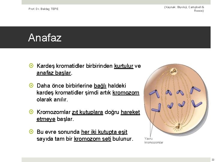 Prof. Dr. Bektaş TEPE (Kaynak: Biyoloji, Campbell & Reece) Anafaz Kardeş kromatidler birbirinden kurtulur