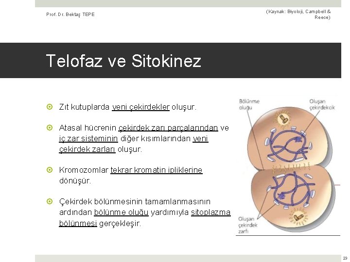 Prof. Dr. Bektaş TEPE (Kaynak: Biyoloji, Campbell & Reece) Telofaz ve Sitokinez Zıt kutuplarda