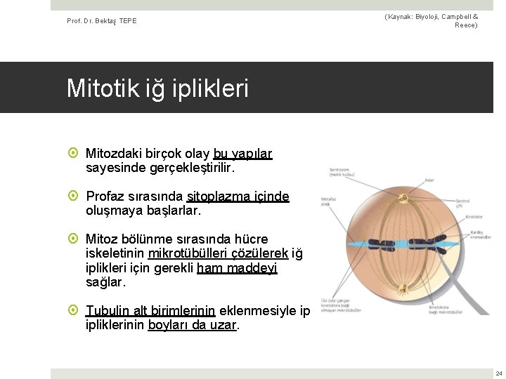 Prof. Dr. Bektaş TEPE (Kaynak: Biyoloji, Campbell & Reece) Mitotik iğ iplikleri Mitozdaki birçok