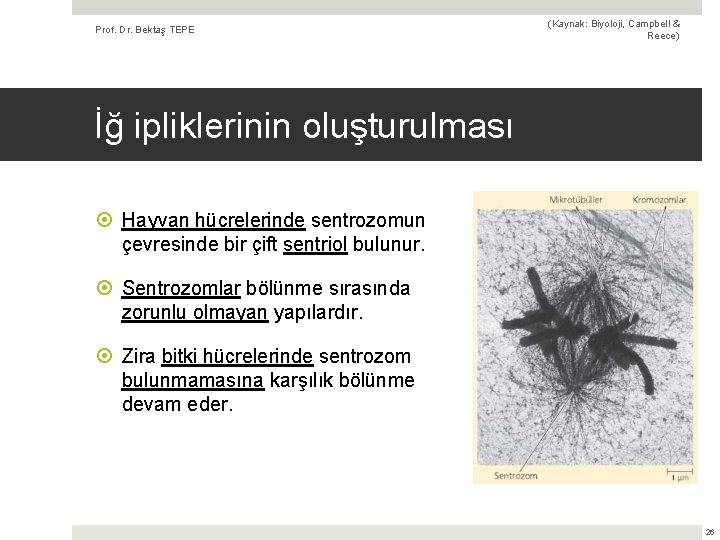 Prof. Dr. Bektaş TEPE (Kaynak: Biyoloji, Campbell & Reece) İğ ipliklerinin oluşturulması Hayvan hücrelerinde