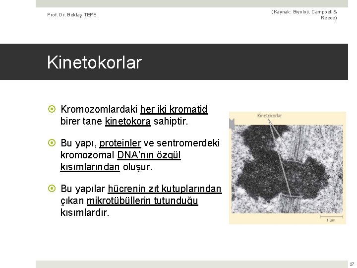 Prof. Dr. Bektaş TEPE (Kaynak: Biyoloji, Campbell & Reece) Kinetokorlar Kromozomlardaki her iki kromatid