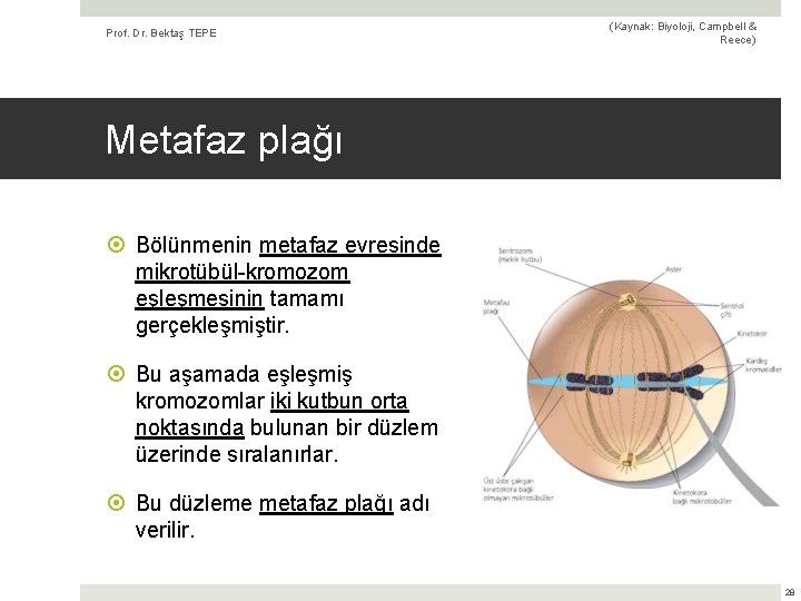 Prof. Dr. Bektaş TEPE (Kaynak: Biyoloji, Campbell & Reece) Metafaz plağı Bölünmenin metafaz evresinde