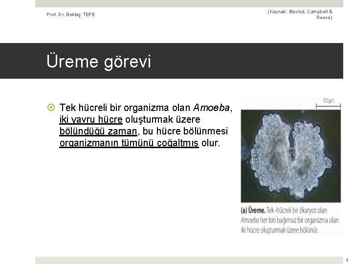 Prof. Dr. Bektaş TEPE (Kaynak: Biyoloji, Campbell & Reece) Üreme görevi Tek hücreli bir