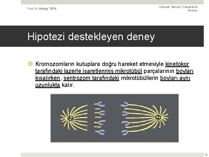 Prof. Dr. Bektaş TEPE (Kaynak: Biyoloji, Campbell & Reece) Hipotezi destekleyen deney Kromozomların kutuplara