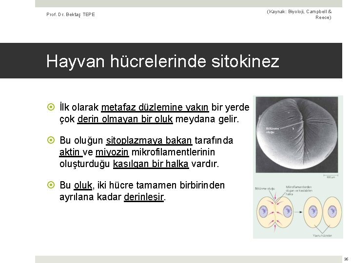 Prof. Dr. Bektaş TEPE (Kaynak: Biyoloji, Campbell & Reece) Hayvan hücrelerinde sitokinez İlk olarak
