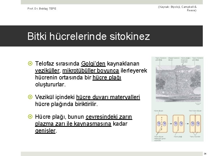 Prof. Dr. Bektaş TEPE (Kaynak: Biyoloji, Campbell & Reece) Bitki hücrelerinde sitokinez Telofaz sırasında