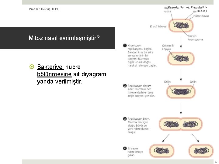 Prof. Dr. Bektaş TEPE (Kaynak: Biyoloji, Campbell & Reece) Mitoz nasıl evrimleşmiştir? Bakteriyel hücre