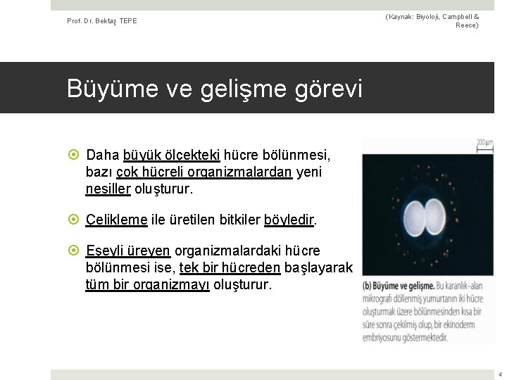 Prof. Dr. Bektaş TEPE (Kaynak: Biyoloji, Campbell & Reece) Büyüme ve gelişme görevi Daha