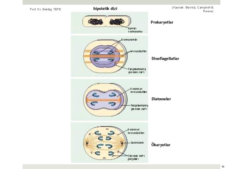 Prof. Dr. Bektaş TEPE (Kaynak: Biyoloji, Campbell & Reece) 40 