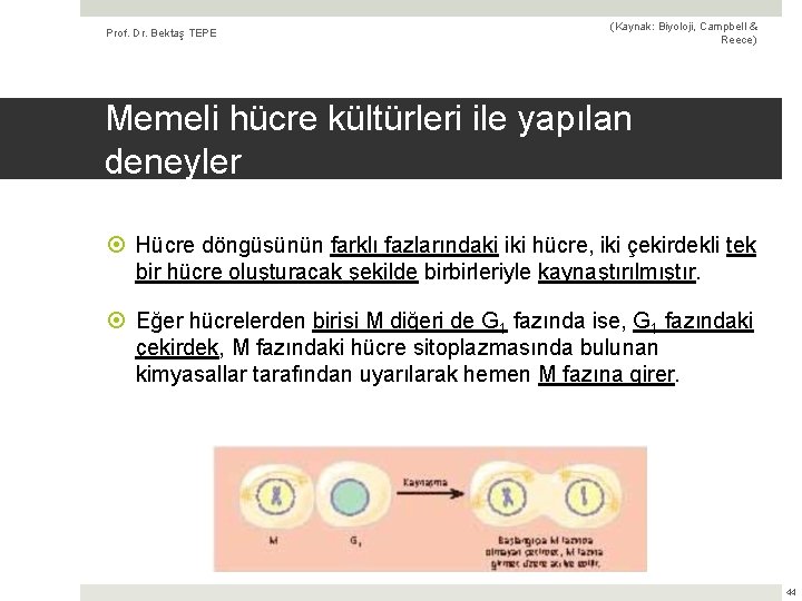 Prof. Dr. Bektaş TEPE (Kaynak: Biyoloji, Campbell & Reece) Memeli hücre kültürleri ile yapılan