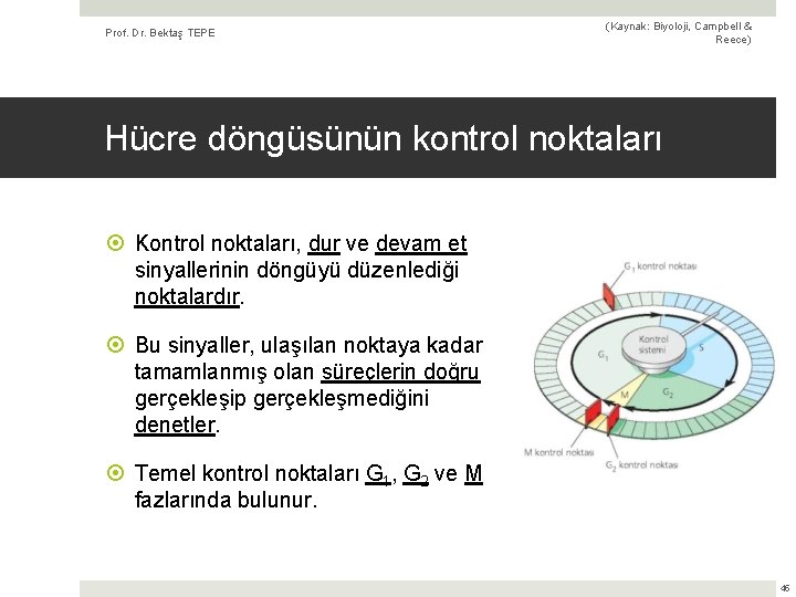 Prof. Dr. Bektaş TEPE (Kaynak: Biyoloji, Campbell & Reece) Hücre döngüsünün kontrol noktaları Kontrol