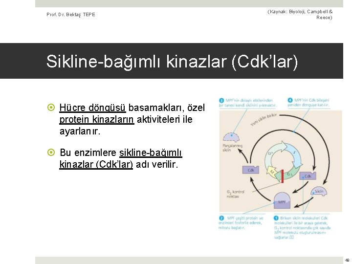 Prof. Dr. Bektaş TEPE (Kaynak: Biyoloji, Campbell & Reece) Sikline-bağımlı kinazlar (Cdk’lar) Hücre döngüsü