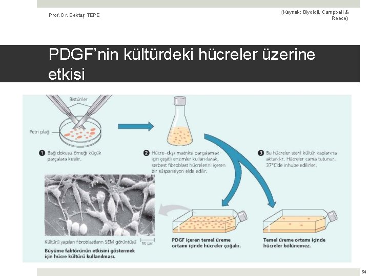 Prof. Dr. Bektaş TEPE (Kaynak: Biyoloji, Campbell & Reece) PDGF’nin kültürdeki hücreler üzerine etkisi