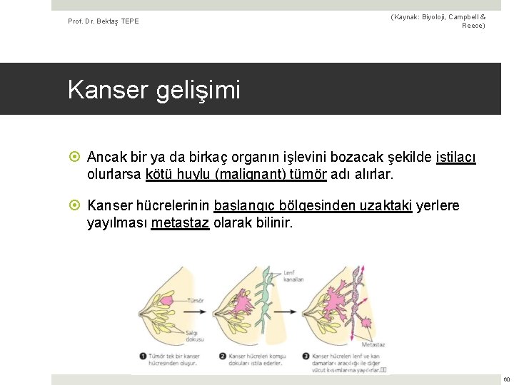 Prof. Dr. Bektaş TEPE (Kaynak: Biyoloji, Campbell & Reece) Kanser gelişimi Ancak bir ya