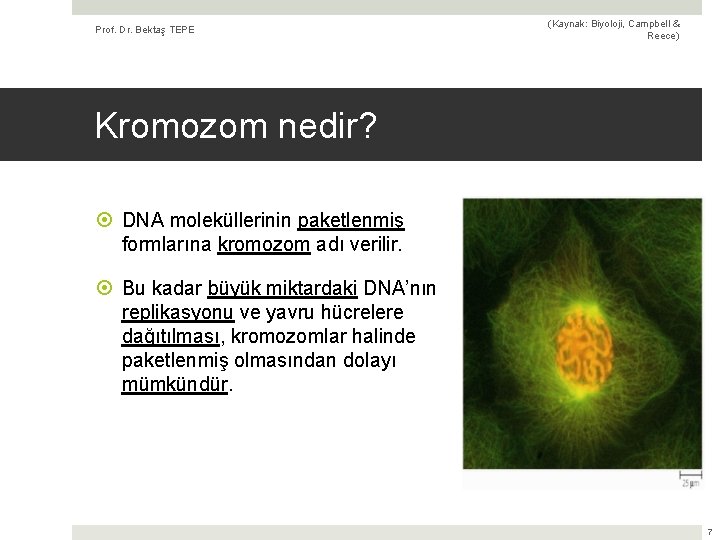 Prof. Dr. Bektaş TEPE (Kaynak: Biyoloji, Campbell & Reece) Kromozom nedir? DNA moleküllerinin paketlenmiş