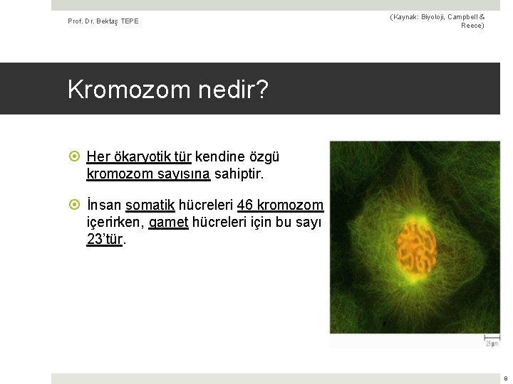 Prof. Dr. Bektaş TEPE (Kaynak: Biyoloji, Campbell & Reece) Kromozom nedir? Her ökaryotik tür