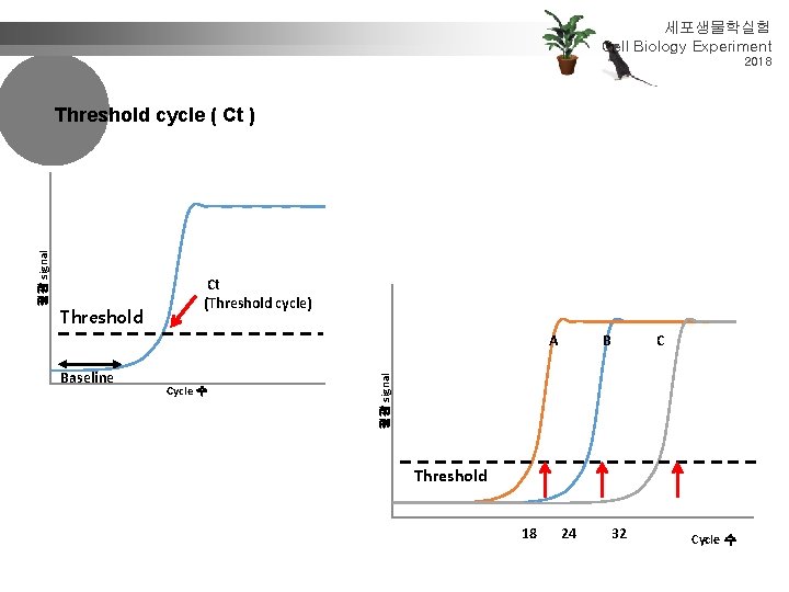 세포생물학실험 Cell Biology Experiment 2018 Threshold Ct (Threshold cycle) A Baseline Cycle 수 B