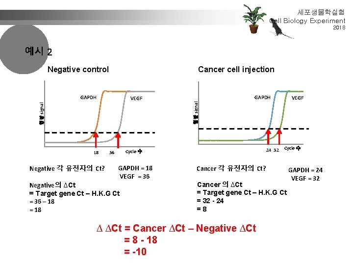 세포생물학실험 Cell Biology Experiment 2018 예시 2 Negative control Cancer cell injection GAPDH VEGF