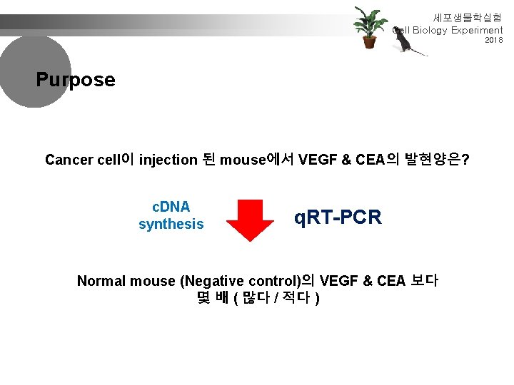 세포생물학실험 Cell Biology Experiment 2018 Purpose Cancer cell이 injection 된 mouse에서 VEGF & CEA의